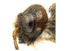   Sirex behrensii  male gena; photo by H. Goulet, CNC 
